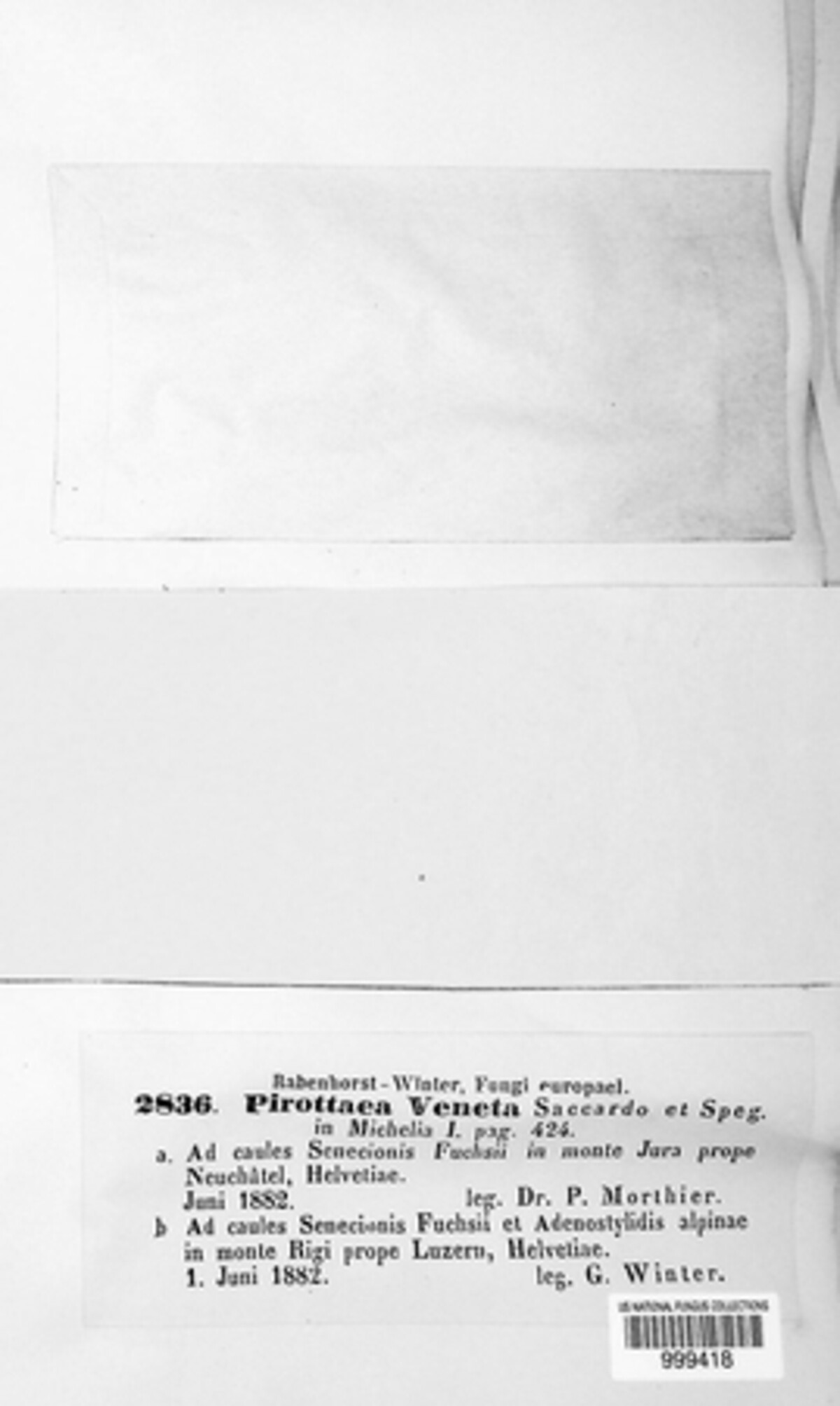 Pirottaea image
